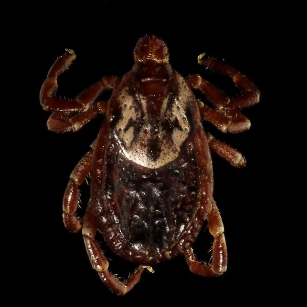 พยาธิเม็ดเลือดจากเห็บ (Ehrlichia) — เห็บกัดไม่กี่ชั่วโมงก็ติดได้ อันตรายถึงชีวิต